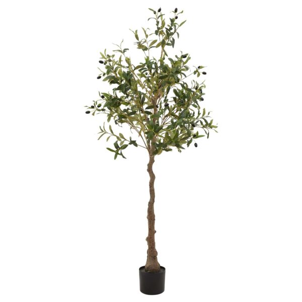 Calabria Medium Olive Tree