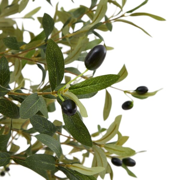 Calabria Medium Olive Tree - Image 4