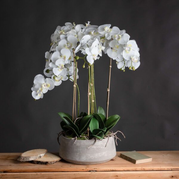 Large White Orchid In Stone Pot